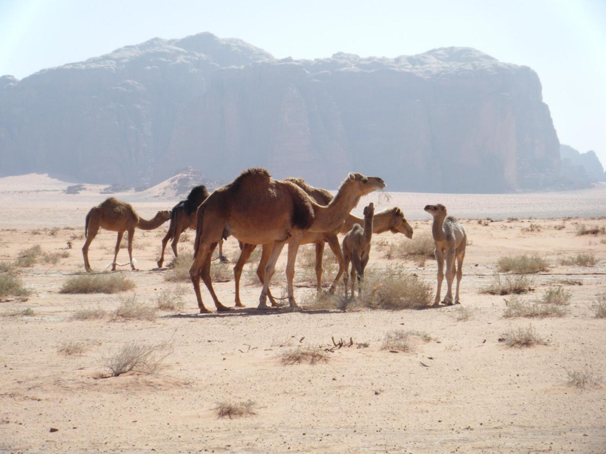 Salem Camp Hotel Wadi Rum Exterior photo